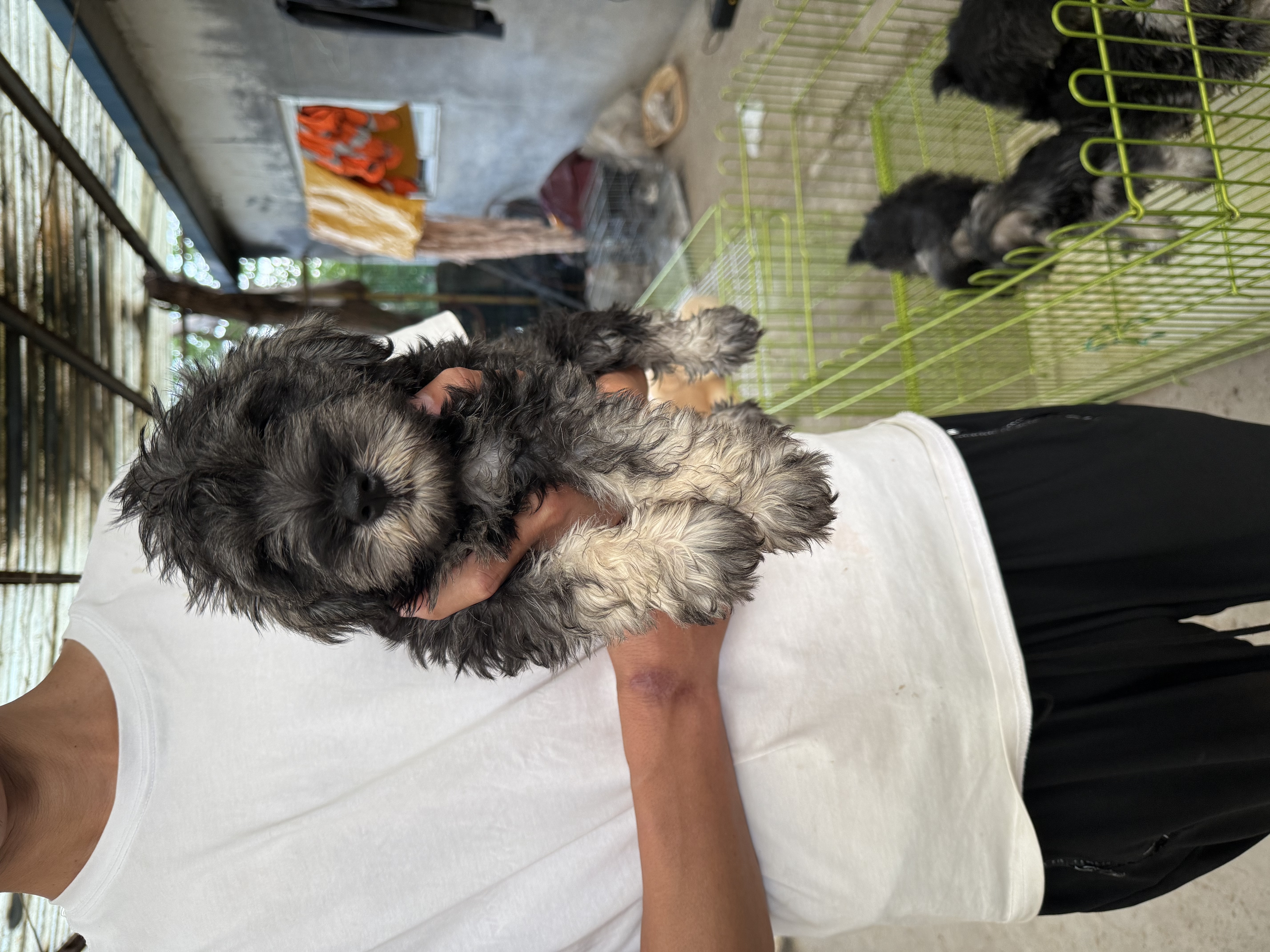 自己犬舍繁育精品雪纳瑞，山东济南可以实地考察，疫苗2针，驱虫齐全